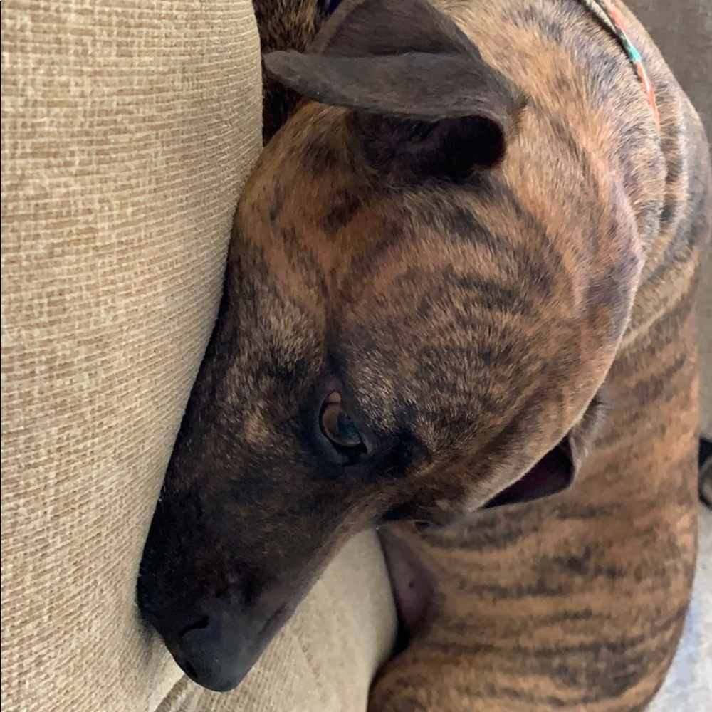 Meet your Posher, Audrey